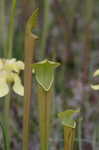 Yellow trumpets